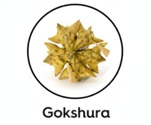 Gokshura